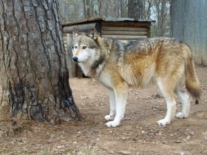 Волки насмерть загрызли сотрудницу зоопарка