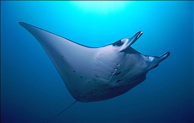 У берегов Италии туристов перепугал гигантский морской дьявол