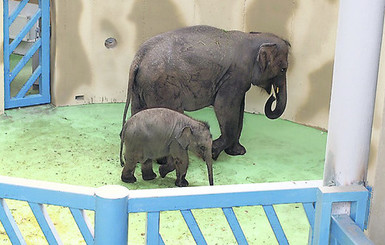 Во французском зоопарке родился слоненок 