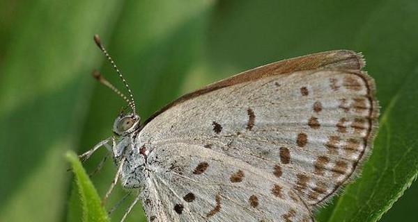 В Японии разлетались бабочки-мутанты