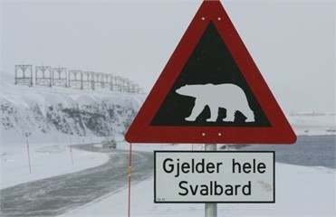 Зверское ДТП: водитель врезался в медведя, объезжая лося