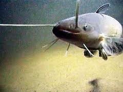 Огромный сом устроил жуткий погром в жилом доме