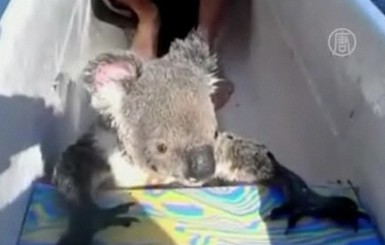 Коала-заложница научилась плавать, чтобы спастись на лодке с людьми