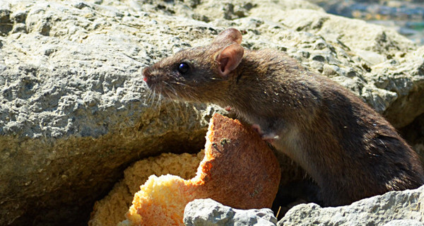 В американском заповеднике нашли смертельно опасный вирус