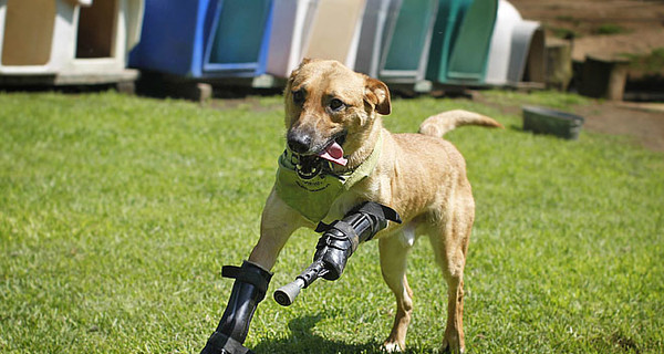 Наркодилеры отрубили собаке лапы и бросили умирать в мусорке