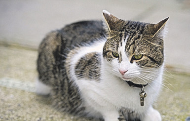 Британский премьер уволил с работы своего кота 