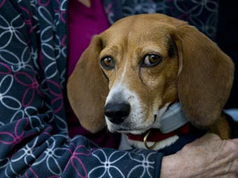 Пес выжил после падения с 21-метрового моста