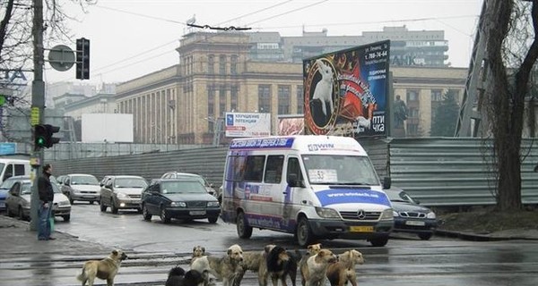 В городе снова массово травят собак