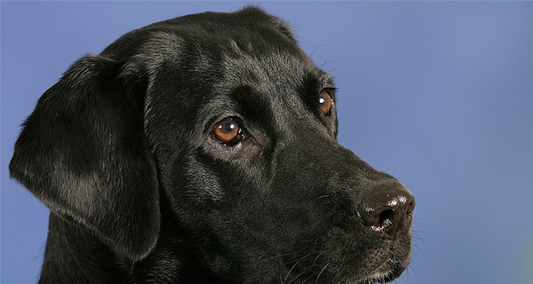 Пса, которого наркоторговцы приговорили к смерти, стерегут 9 телохранителей