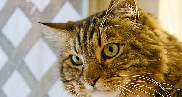 Кот по кличке Хэнк едва не стал американским сенатором