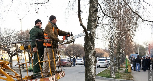 На Салтовке нечаянно спилили березы