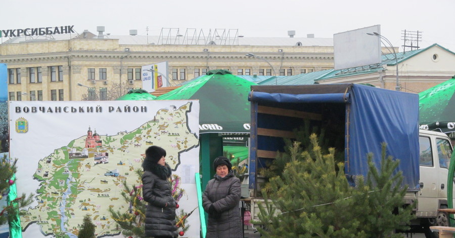 В городе появились первые елки