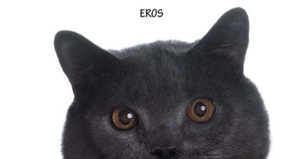 В Италии газета продала полосу под некролог коту 