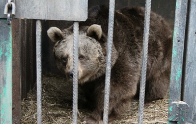 В Мариуполе  спящая медведица разродилась двойней