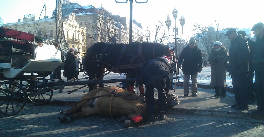 Хозяева лошади, упавшей в центре Львова: 