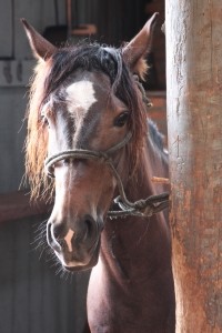 Американец изнасиловал лошадь  