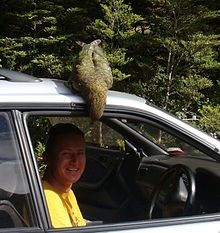 Новозеландского туриста ограбил попугай