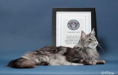 Самый длинный в мире кот умер от рака