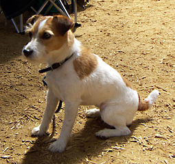 В Англии всем собакам поставят микрочипы