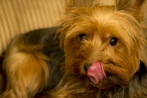 В США собака помогла хозяевам выиграть миллион долларов