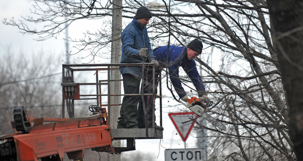 Экологи бьют тревогу: деревья в городе 