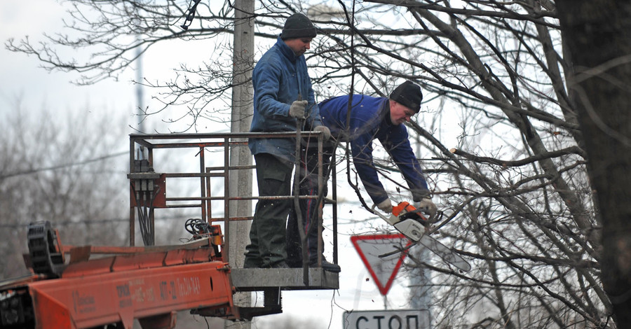 Экологи бьют тревогу: деревья в городе 