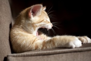 В Великобритании откроется первое котокафе