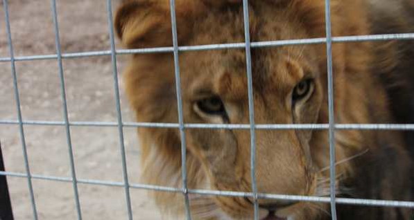 В США лев насмерть растерзал девушку