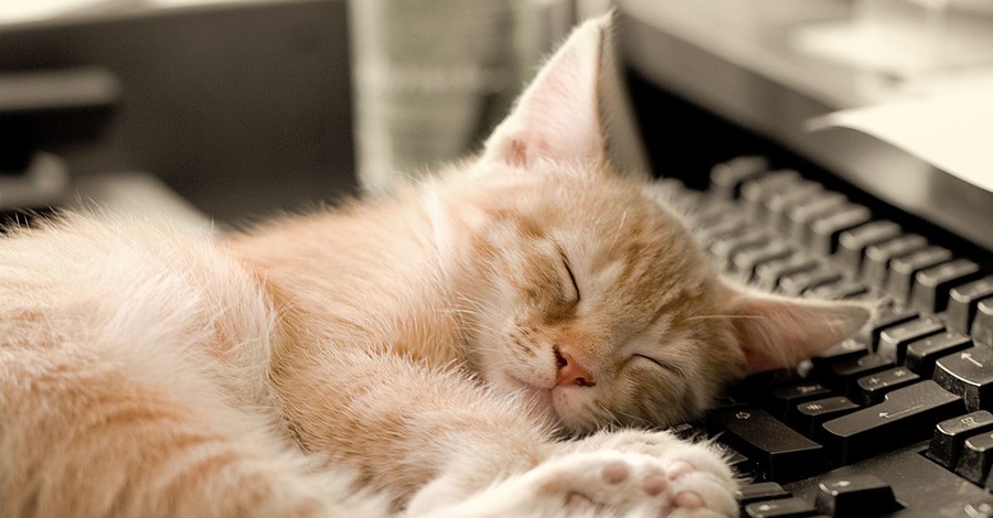 В США объявили конкурс на лучшую компьютерную игру для кошек