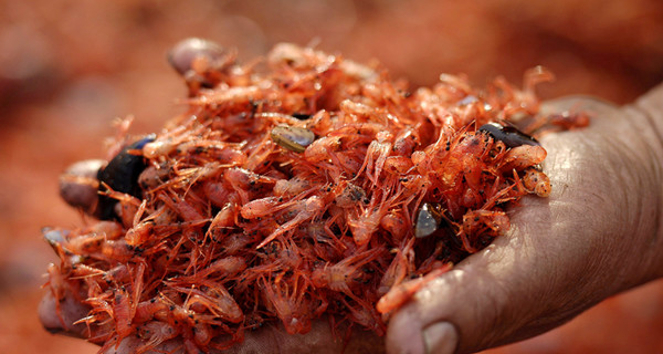 В Чили морской берег покраснел от выброшенных на берег мертвых креветок