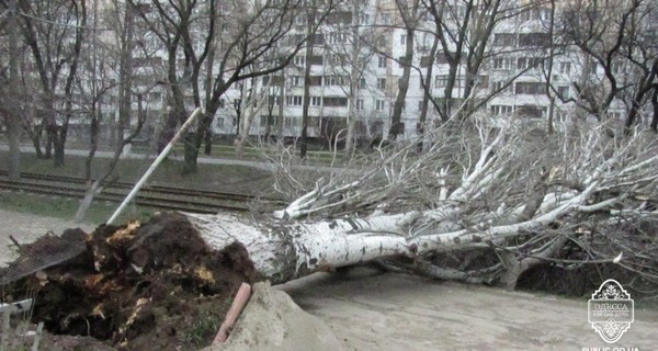 Разгул стихии в Одессе: ветер валит деревья на транспорт, а волны затапливают поселки