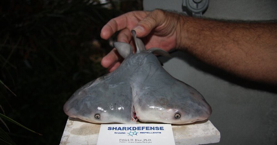 У берегов Флориды выловили акулу с двумя головами