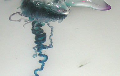 Пляжи южной части Испании закрыты из-за нашествия ядовитых медуз