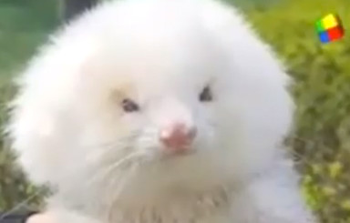 Аргентинцу под видом пуделей продали хорьков, напичканных стероидами