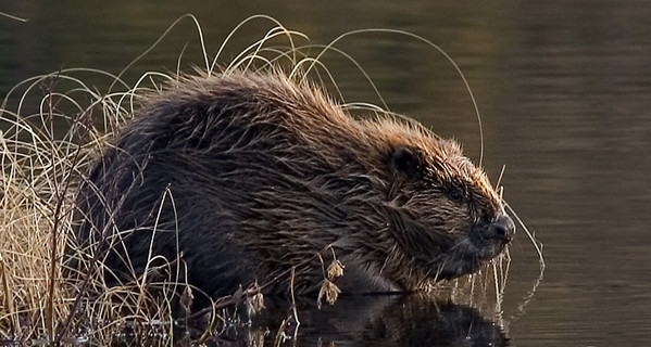 Дикий бобр убил жителя Беларуси
