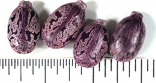 В США арестован подозреваемый в рассылке писем с ядом 