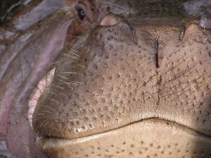 В Кении бегемот убил китайскую туристку