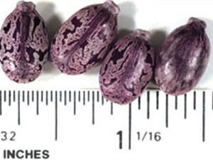 В США задержан новый подозреваемый в отправке письма с рицином президенту Обаме