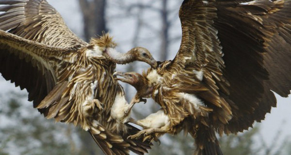 Во французских Пиренеях грифы съели туристку