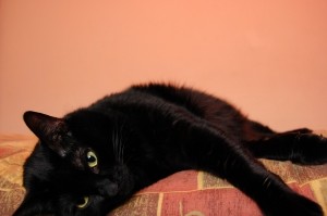 Кот вернулся к хозяйке наутро после своих похорон