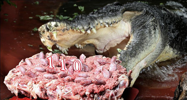 Крокодилу приготовили на 110-летие торт из цыплят 