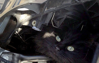 Кошка, застряв между деталями автомобили, две недели прожила под капотом