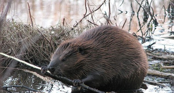 Жертвы режима: в Беларуси принудительно переселят тысячи бобров