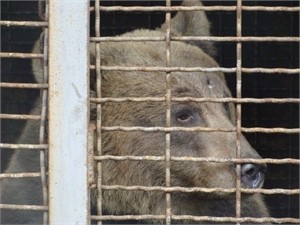 Лучше – поздно… За павлоградскую медведицу Машу заступился суд 