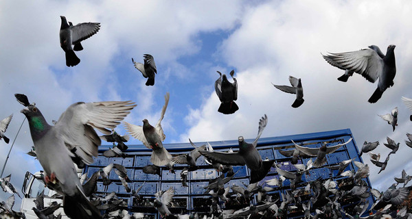 В столице Бельгии начинают массовое уничтожение голубей