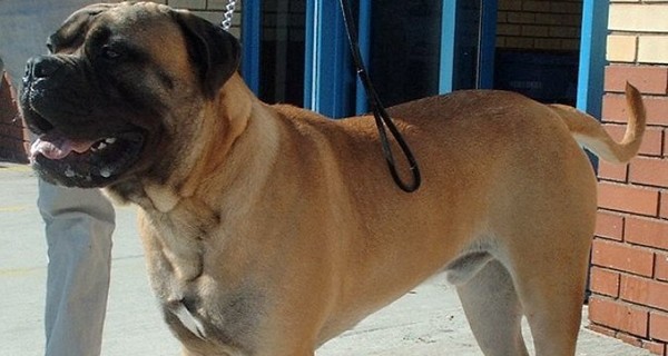 Пережившего торнадо ребенка загрызла собака