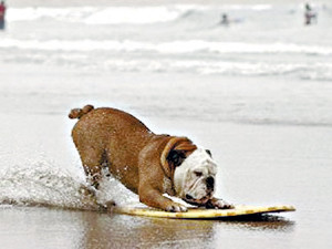 Тиллман-серфер