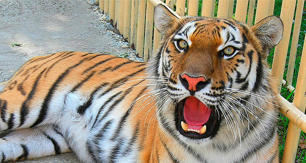 Тигры в итальянском зоопарке загрызли пенсионера, пытавшегося их подкормить