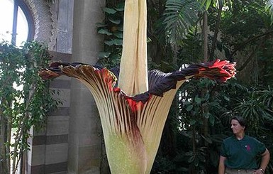 В Бельгии расцвел самый большой цветок на планете