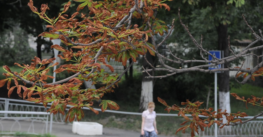 Городские деревья губит паутинный клещ